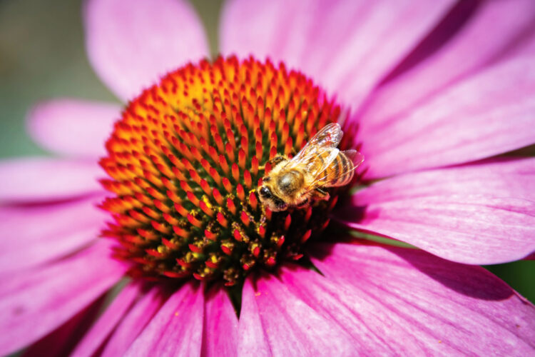 Creating a pollinator garden